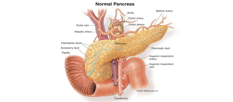 Il pancreas