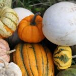 La zucca